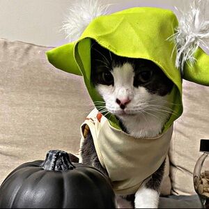 Star Wars Yoda cat/small dog costume for halloween